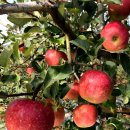 명품스토리 이미지