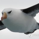 알바트로스 연합뉴스