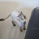 광명이발 - 충주시 안락용당길 9 | 여름철 고양이 털 빠짐 해결! 순둥이 미오의 두번째 고양이미용 후기(ft. 장화 컷, 꼬리 방울)
