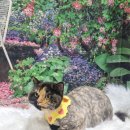 애견의숲 이미지