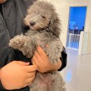 세온동물병원 | 카페 :: 안산 댕스테이 _초지동 애견카페,호텔