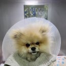 루원하이동물병원 이미지