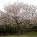 제주 신례리 왕벚나무 자생지 이미지