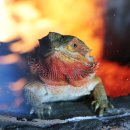 하나교 생태통로 앞 | [슈빌원정대] 슈빌 보러 1박 2일 아라마루 아쿠아리움 동물원 방문 후기