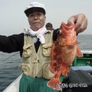 완도17호 이미지