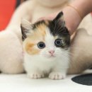 강아지고양이 미유펫 청주점 이미지