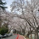 은파호수공원 | 군산 은파호수공원 은파벚꽃야시장 실시간 후기(개화현황/주차/포토존/먹거리/야경)