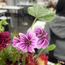 수아flower