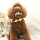 해리애견 이미지