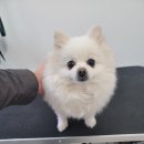 왓츠그루멍 다산 애견미용실 이미지