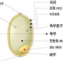 당뇨잡는 쌀눈, 대사증후군 끝판왕, 쌀눈의 효능 이미지