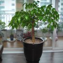 행복나무 이미지