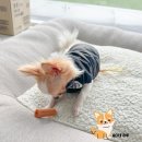 쉬오트애견풀빌라 이미지