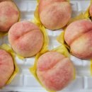 팔미마트 이미지