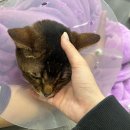 신장슈퍼 | 고양이 췌장 효소 영양제 추천, 케어사이드 슈퍼다이제스티브 내돈내산 후기