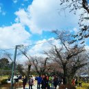 훈쿡 | [여행]울산언양작천정벚꽃축제