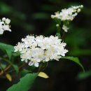 통고산자연휴양림 이미지