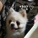 봉봉PC 이미지