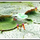 진배목장 | (강릉여행종합편) 강릉여행코스/1박2일강릉여행/강릉가볼만한곳/강릉관광지