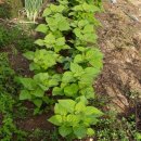 수산나농장 이미지