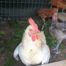 병찬농장 이미지