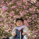 용인 겹벚꽃 명소 은성사 개화시기, 주차꿀팁