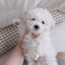 똥꼬발랄 이미지