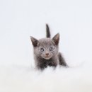 송현동 강아지 | 송현동고양이분양 어리지만 영리하고 귀여운 러시안블루