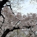 대박짬뽕케이쓰리푸드문화 | [실시간 여의도 벚꽃] 2026 여의도 벚꽃축제 개막! 윤중로 만개 현황 &amp; 영등포 봄꽃 세일 페스타 할인 꿀팁