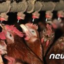 경정농약 이미지