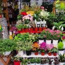 러브림꽃&카페 이미지