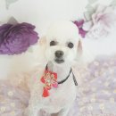 멍뭉이네 살롱 이미지