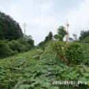 고개마루주유소 이미지