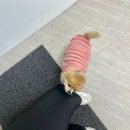 네일다브