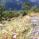 바다에걸린별 이미지