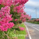 손지리 벚꽃길 이미지