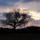 성읍리-11 이미지