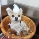 로이펫살롱 이미지