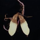 국립식량과학원바이오에너지박물연구소 | 우량 고구마 생산 첫걸음, 모기르기, 씨고구마 병징 유무, 고구마 저장 중 발생하는 병