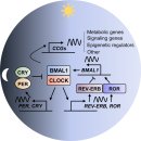 Re: circadian clocks의 암치료 역할 2021 네이처!! 이미지