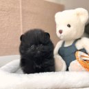 강아지 분양 프러포즈펫 | 우리 집 행복 찾기! 용담1동강아지분양, 요미펫 제주점 후기