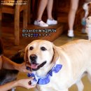 아이퍼피 이미지