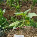 해바라기어린이집마당 이미지