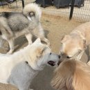 막둥이애견 이미지