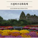 국화 | 인천 드림파크국화축제 현지인 후기 체험 사진명소 주차꿀팁 행사내용