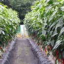 희나리농장 이미지