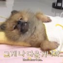 오쏠