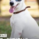 댕마카세 이미지