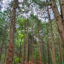 건지산숲속작은도서관 이미지