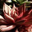 타우르스 이미지